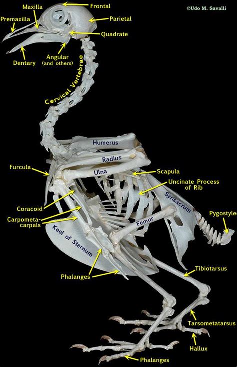 动物骨骼|图说骨骼系统(Skeletal system)·脊椎动物